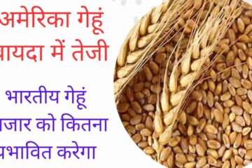Know how much the rise in US wheat futures will affect the Indian wheat market, know our report