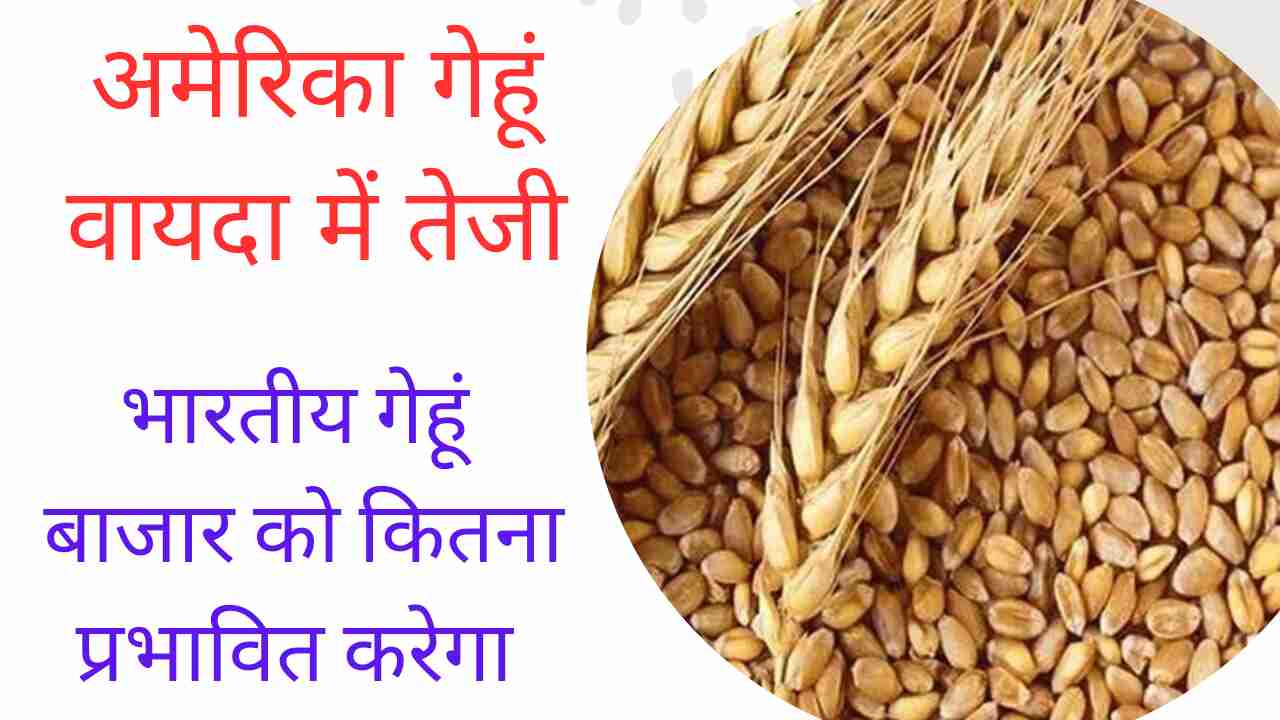 Know how much the rise in US wheat futures will affect the Indian wheat market, know our report