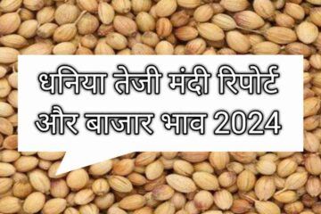 Coriander Bullish Recession Report 2024 Coriander price will make a big jump or there will be a recession, know our report