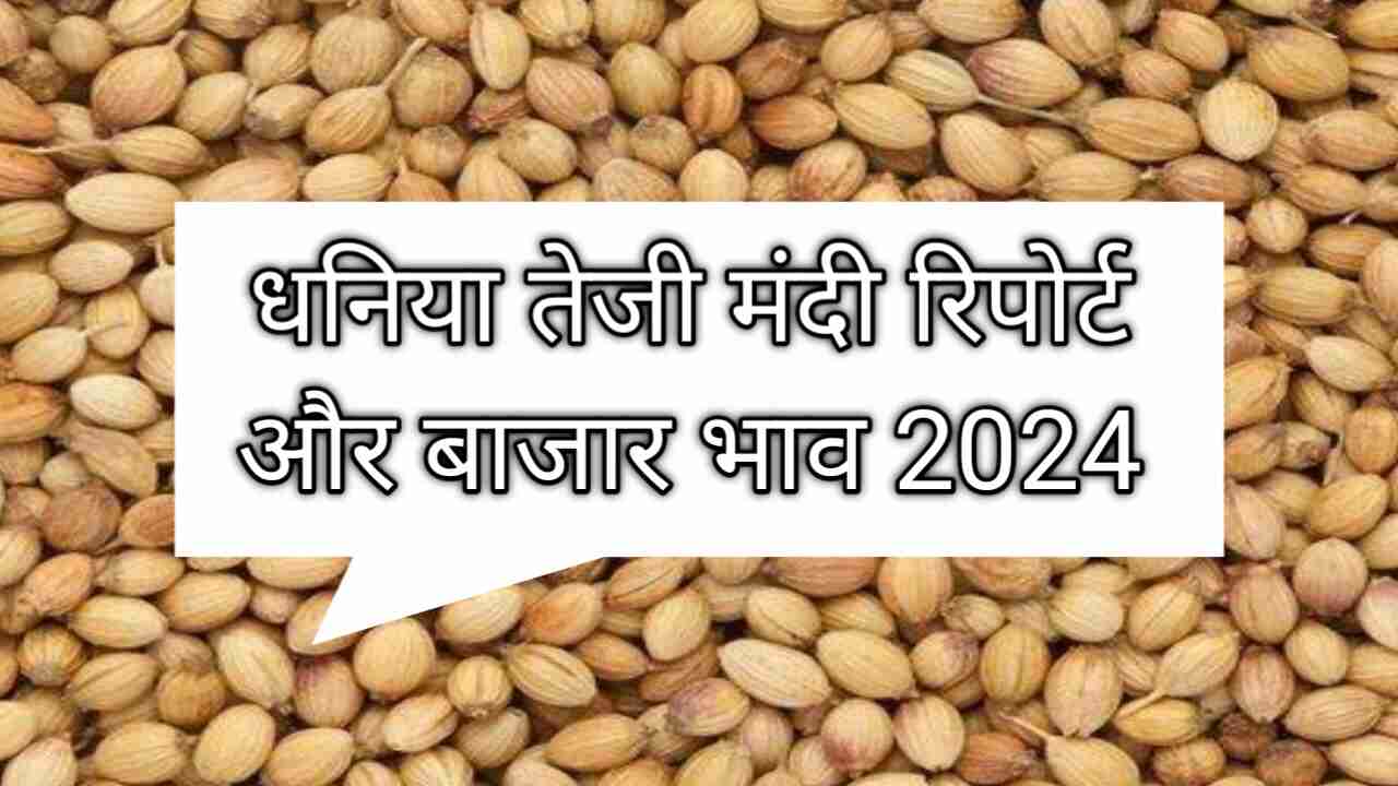 Coriander Bullish Recession Report 2024 Coriander price will make a big jump or there will be a recession, know our report