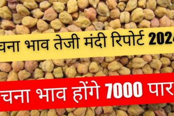 Chana price bullish recession report 2024: Chana price will cross 7000 or will fall, know our report