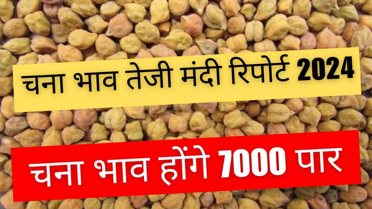 Chana price bullish recession report 2024: Chana price will cross 7000 or will fall, know our report