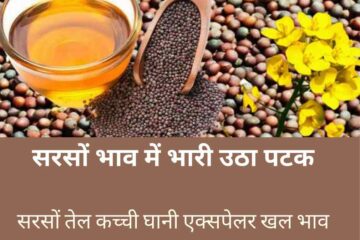 Mustard price 6 May 2024 Huge upheaval in mustard price, know the latest mustard price today