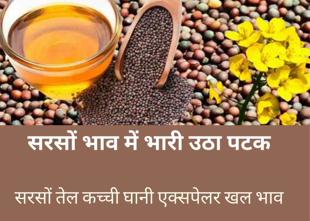 Mustard price 6 May 2024 Huge upheaval in mustard price, know the latest mustard price today