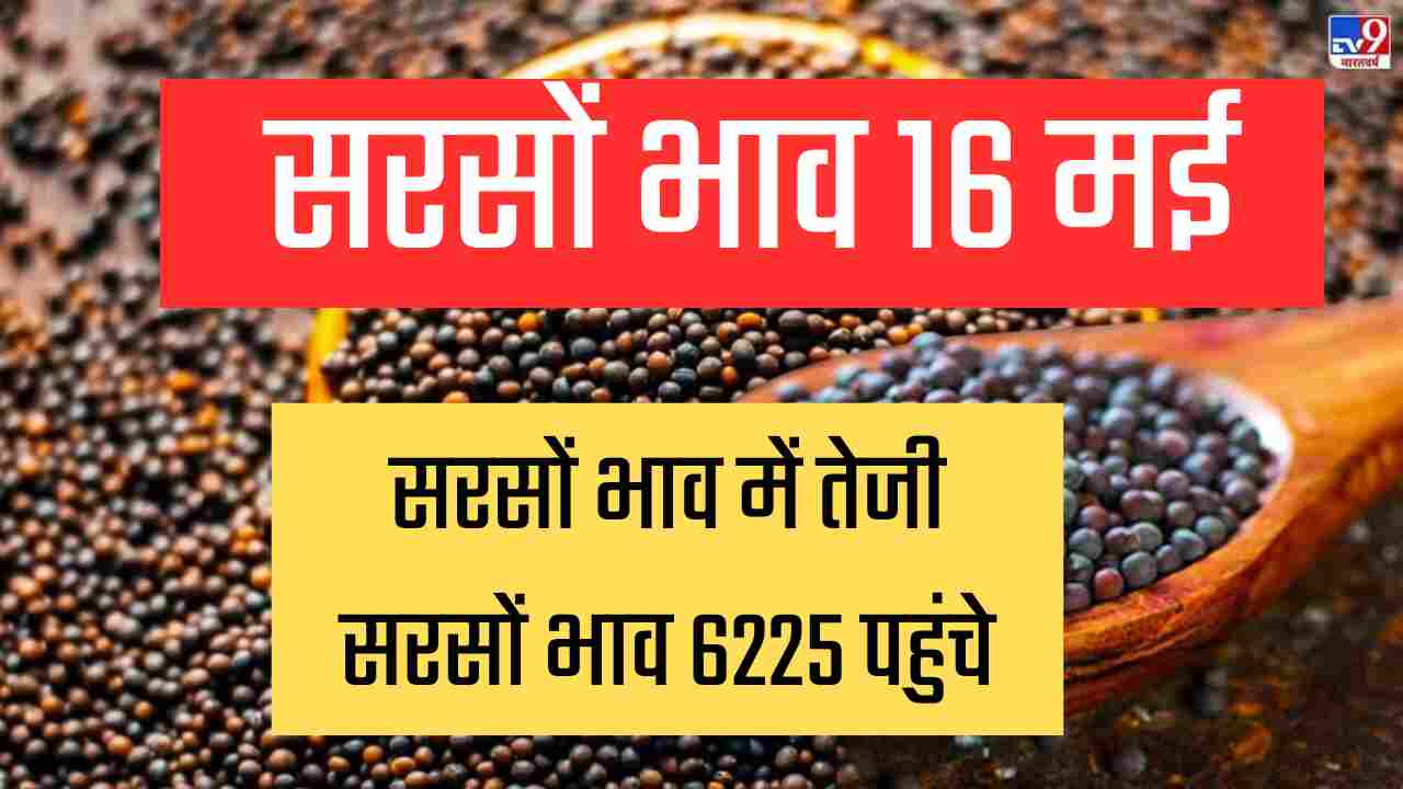 Mustard price 16 may 2024