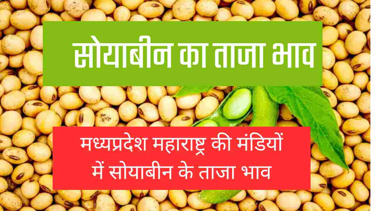 Soyabean ka bhav 17 may 2024