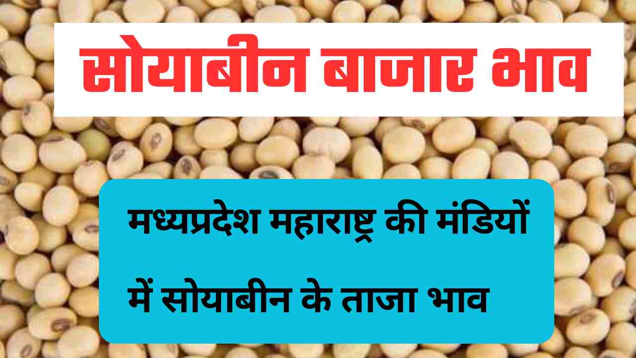 Soyabean bhav today 20 may 2024