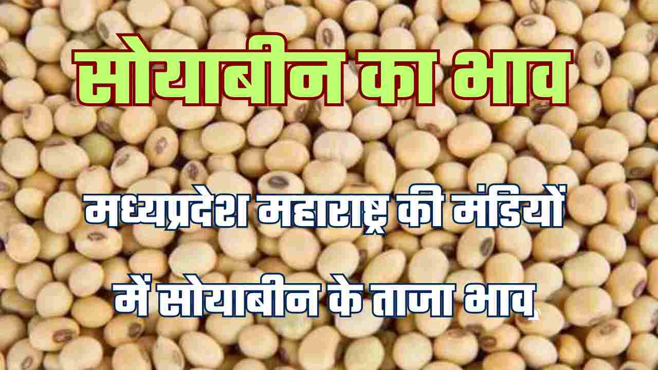 Soyabean bazar bhav today 24 may 2024