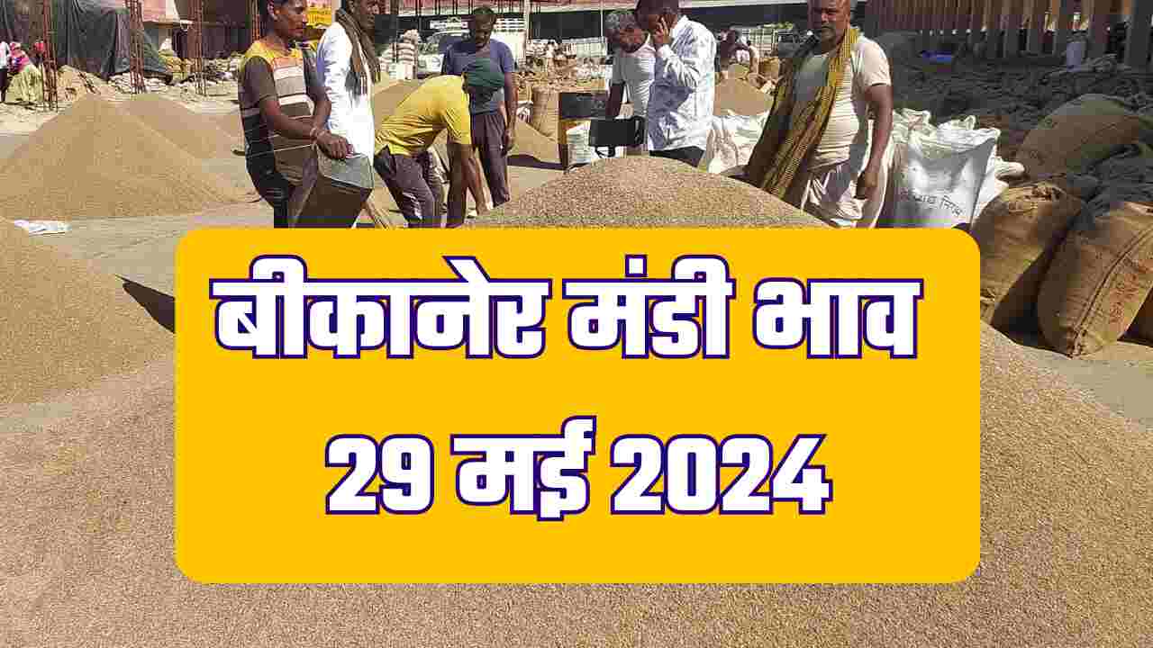 बीकानेर मंडी भाव 29 मई 2024