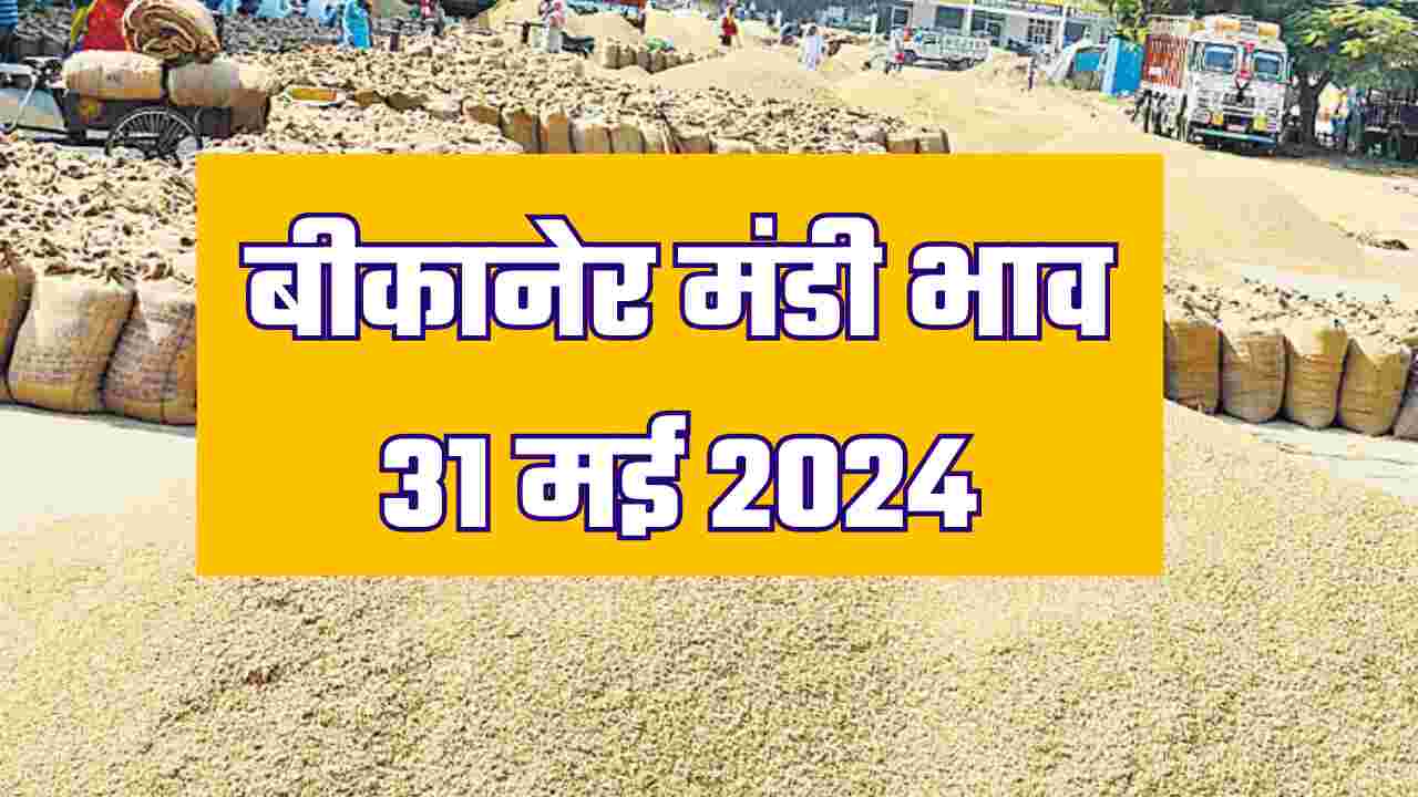 बीकानेर मंडी भाव 31 मई 2024