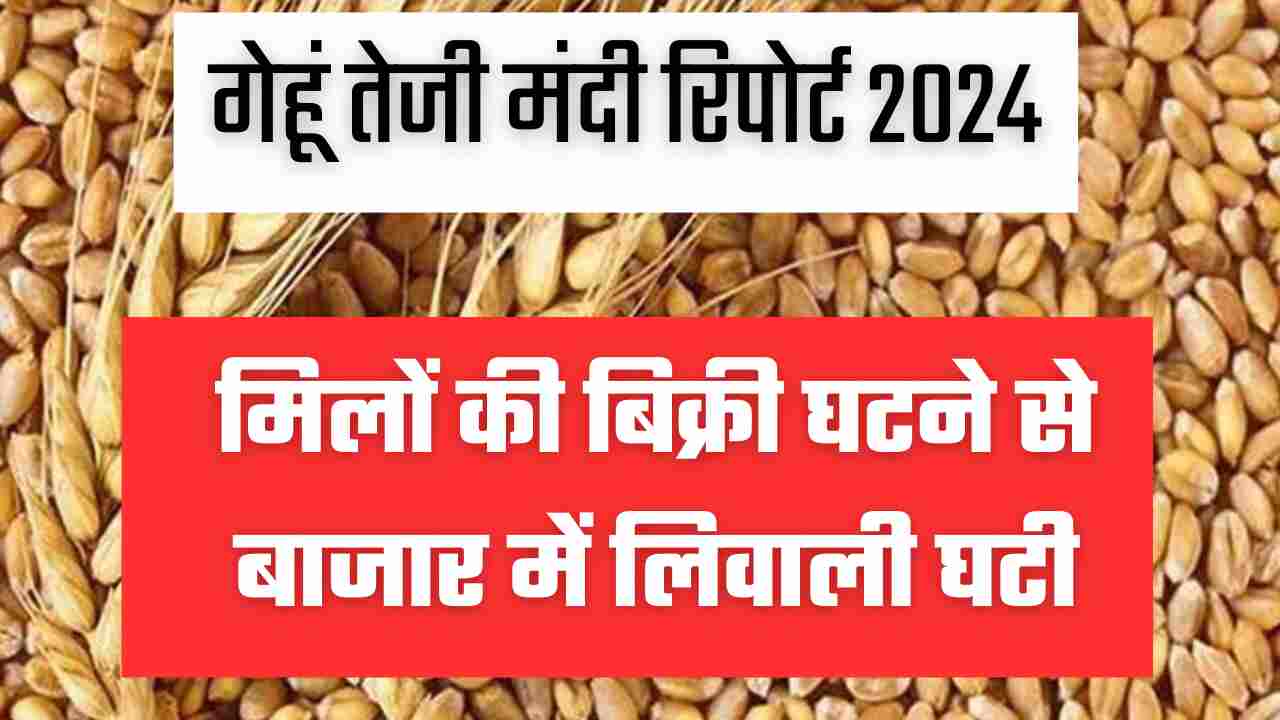 गेहूं तेजी मंदी रिपोर्ट 2024