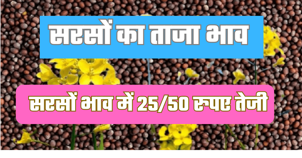 सरसों का भाव 29 जून 2024