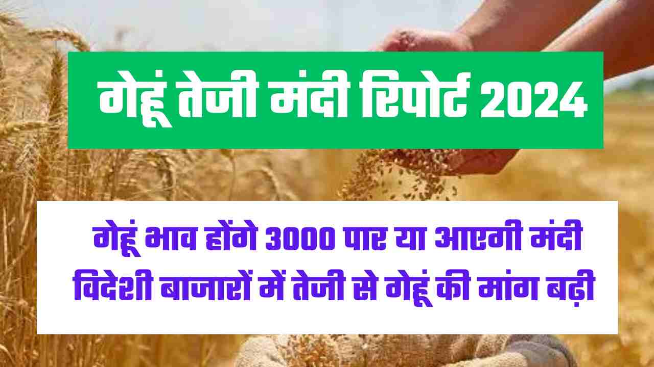 गेहूं तेजी मंदी रिपोर्ट 2024