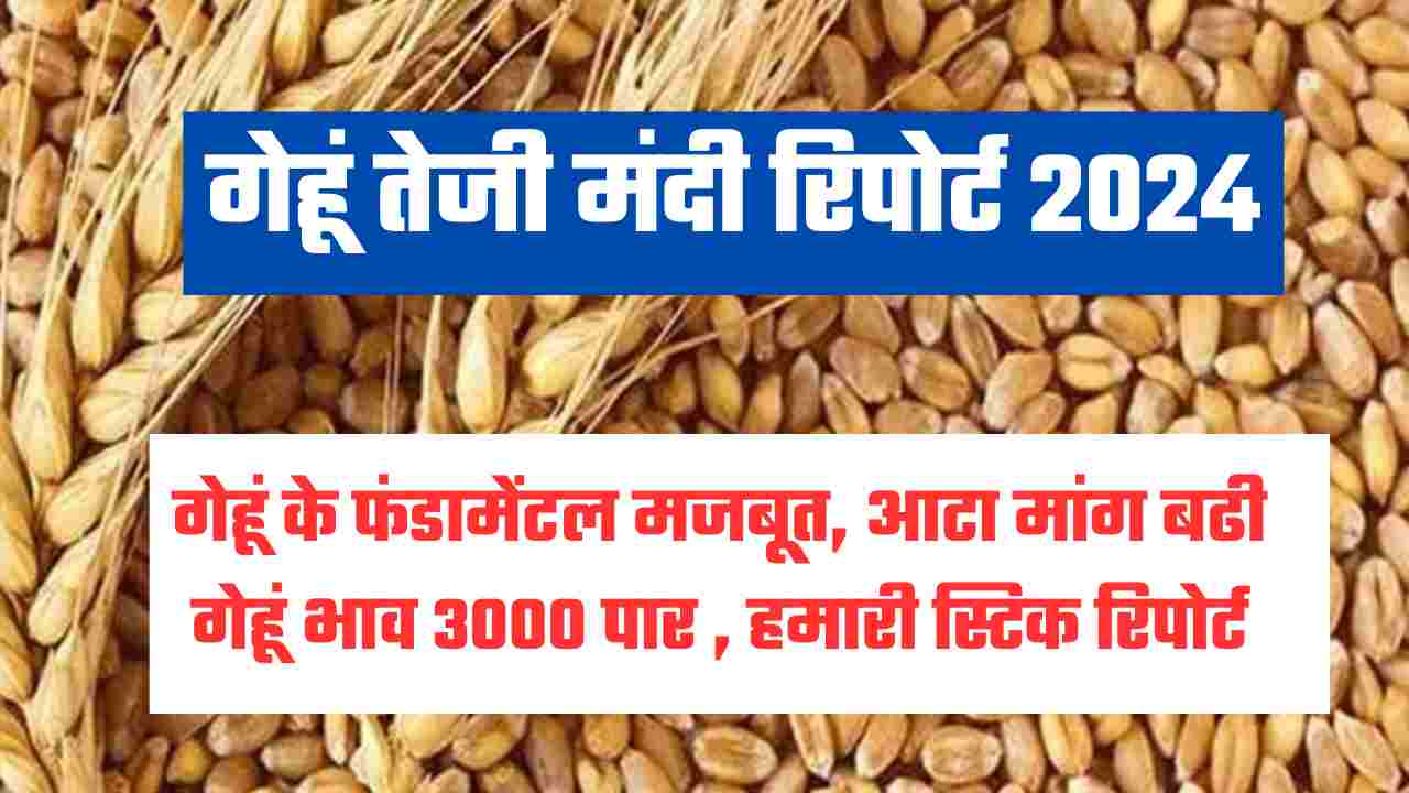 गेहूं तेजी मंदी रिपोर्ट 2024