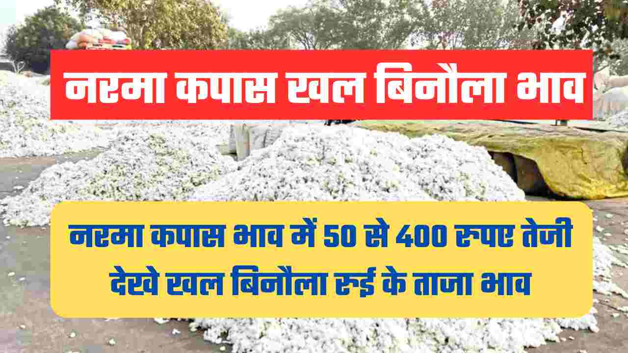 नरमा कपास खल बिनौला भाव 30 सितंबर 2024