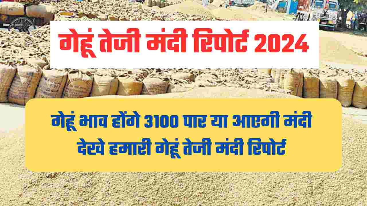 गेहूं तेजी मंदी रिपोर्ट 2024