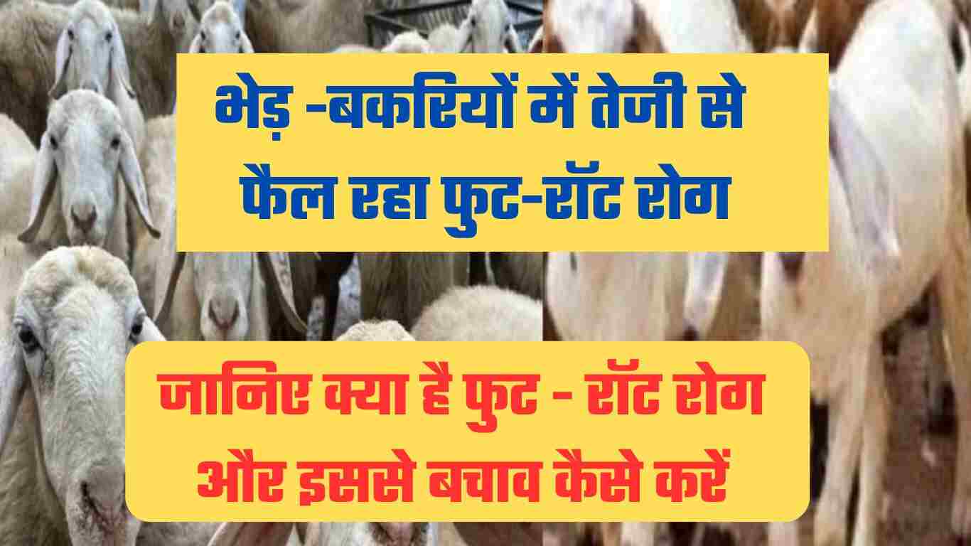 भेड़-बकरियों में तेजी से फैल रहा फुट-रॉट रोग: रोग फैलने के कारण, रोकथाम और बचाव कैसे करें