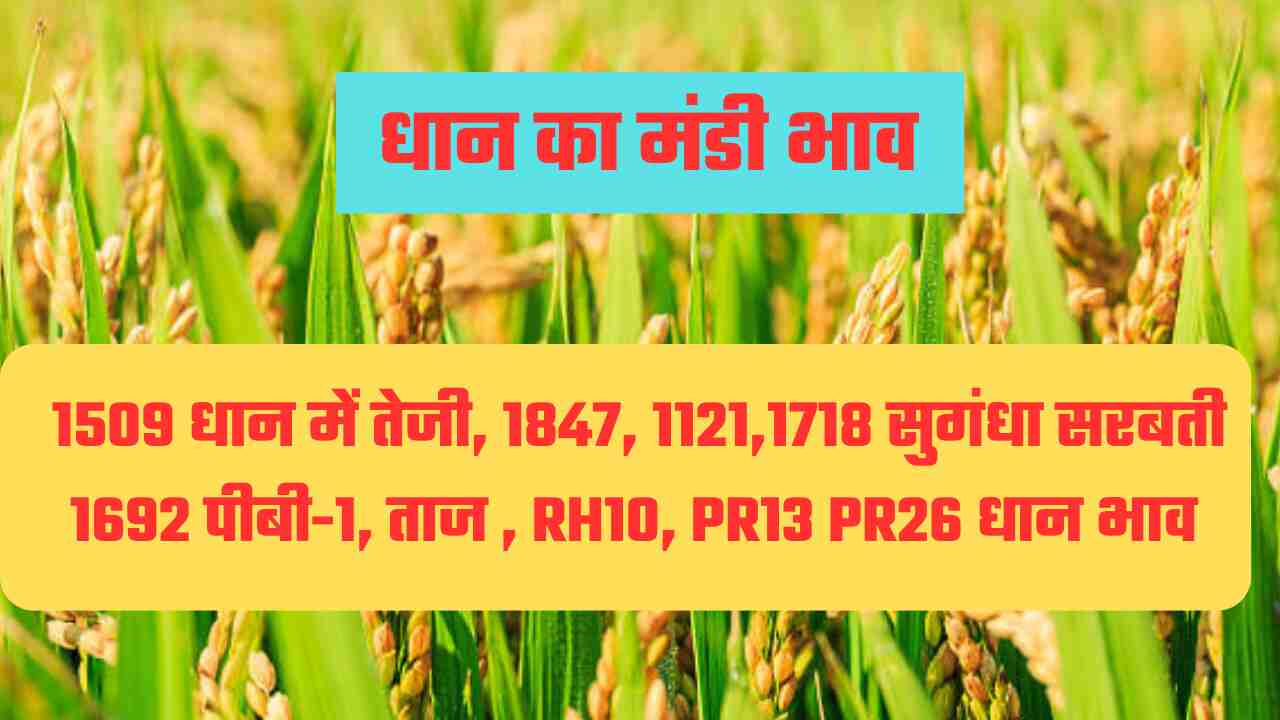 धान का भाव 18 दिसंबर 2024