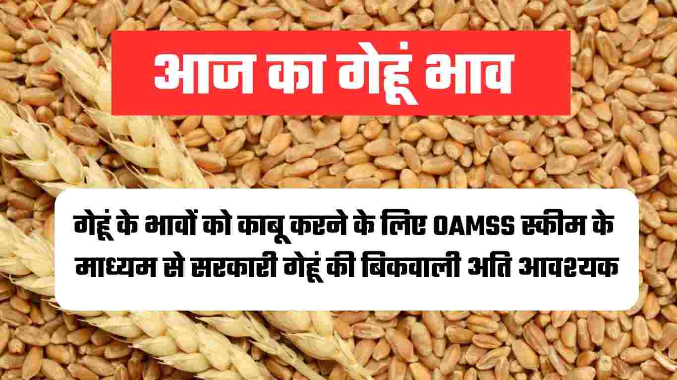 गेहूं के भावों को काबू करने के लिए OAMSS स्कीम के माध्यम से सरकारी गेहूं की बिकवाली अति आवश्यक