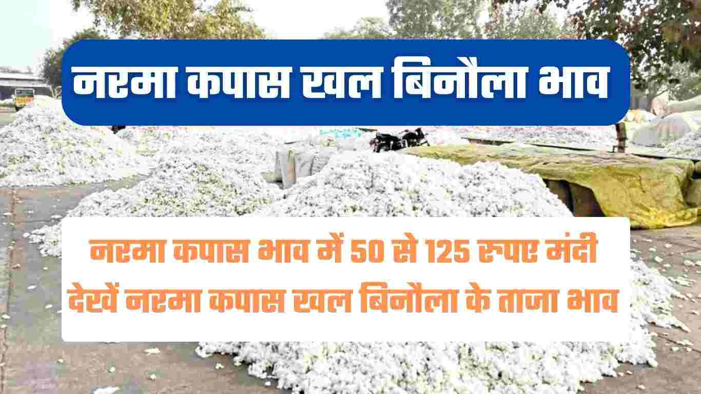 नरमा कपास खल बिनौला भाव 2 दिसंबर 2024