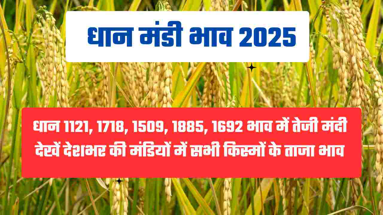 धान का रेट 4 जनवरी 2025